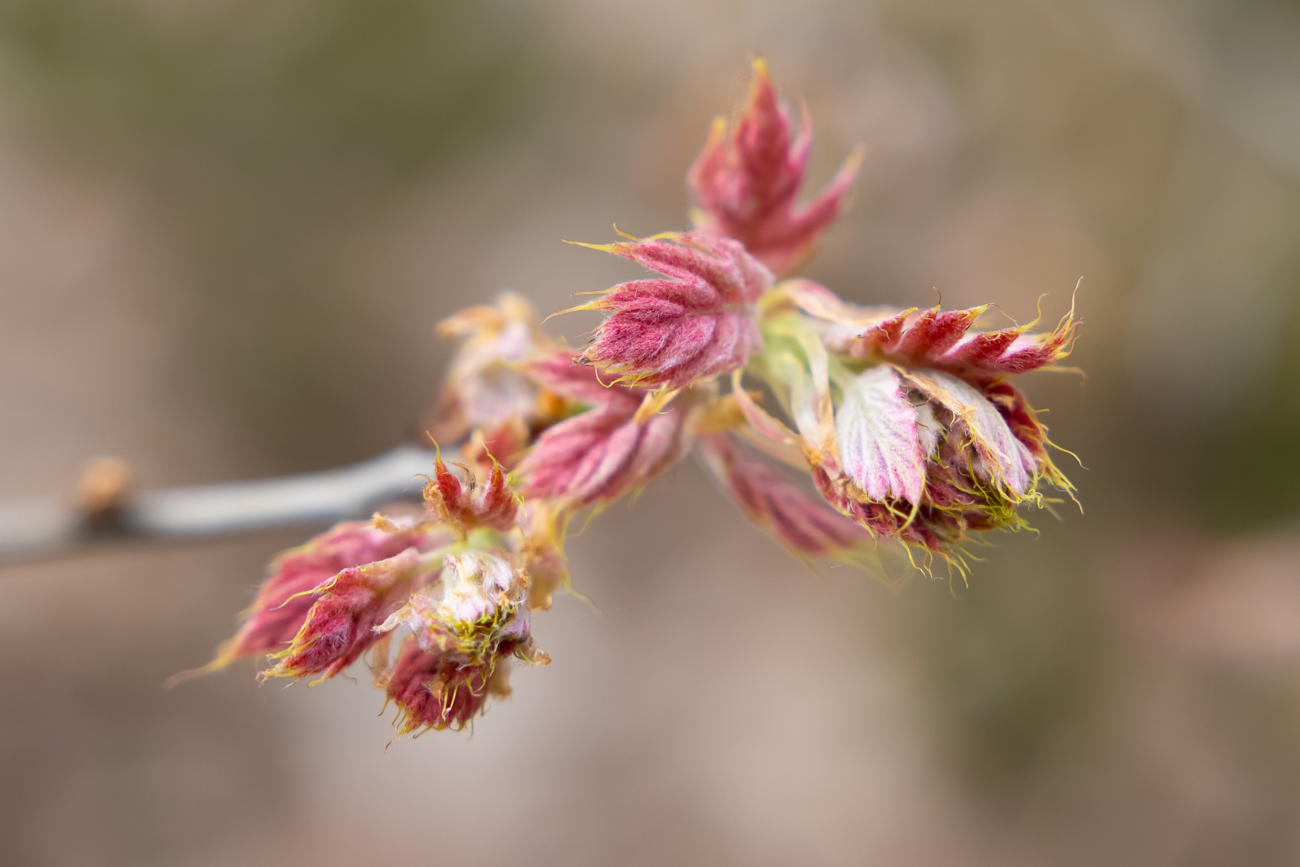 2021-05 - Vresselse Bos