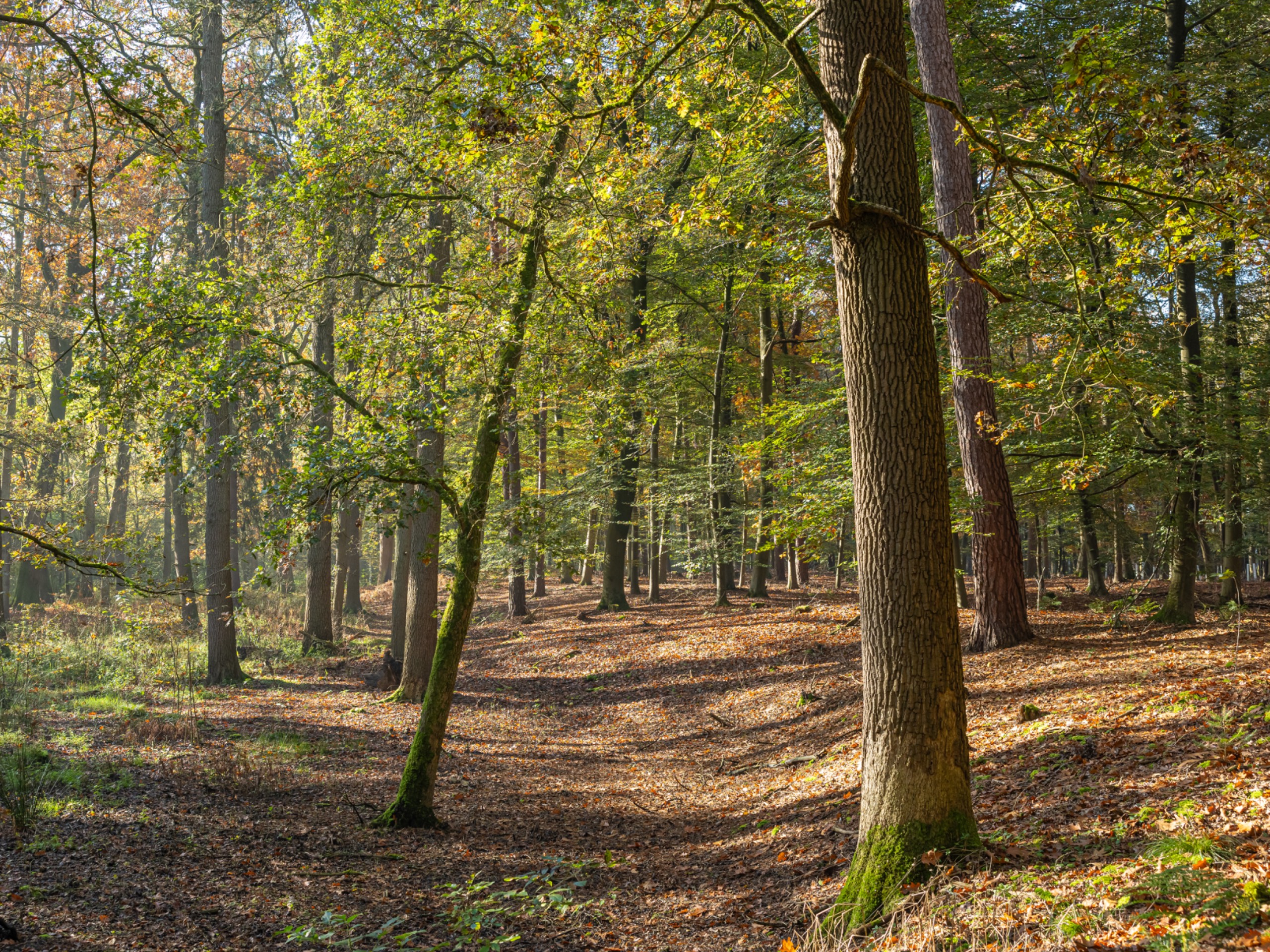 2024-10 - Roovertsche Leij